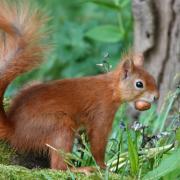 New Island red squirrel plan launched to celebrate National Red Squirrel Week