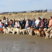 Golden retrievers meet on Yaverland beach.