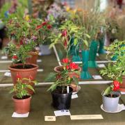 Some of the exhibits at Bembridge Horticultural Show.