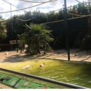 Flamingo enclosure