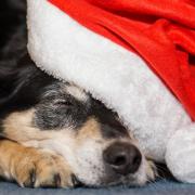 Celebrate all things Christmas with Newport's Santa Paws competition