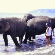 Elephants on Sandown beach