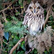 A short eared owl spotted in Bembridge