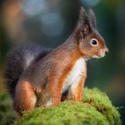 Help us mark Red Squirrel Appreciation Day by sharing your best photos!