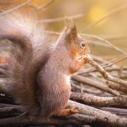 Luke spotted this red squirrel at Alverstone Mead