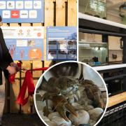 Crayfish conservation centre opened in Sandown.