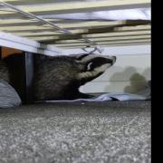 Badger break-in at a house in Ryde.