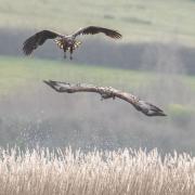 White-tailed eagle project update after major milestone last year WATCH HERE