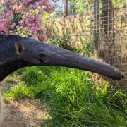 Amazon World's female giant anteater, Alves