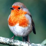 A robin redbreast, the fifth most common garden bird on the Island.