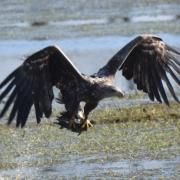 White-tailed eagle G818 was observed hunting wildfowl in northern France