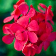 Geraniums are among the UK's favourite hardy perennials.