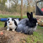 Rabbits Dougie and Dora. Pictures by Chloe Woodhouse