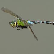 Emperor dragonfly by Jim Baldwin