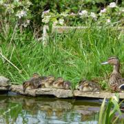 7 ducklings visit Island garden with their mum and dad,