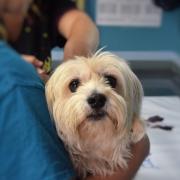 Vet surgery tells Island customers of permanent closure