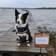 Border Collie Zephyr on the jetty at Lower Hamstead, Newtown.