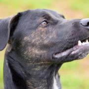 Labrador-German-Shepherd-cross, Bandit.