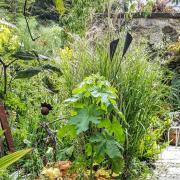 One of the gardens open in Bonchurch