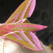 The Elephant Hawk Moth, which may be a species studied at Carisbrooke Priory over the festival weekend.