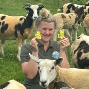 Milly Collins and her flock of sheep