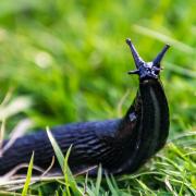 There are plenty of ways to get rid of slugs in your garden without causing them any harm