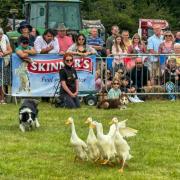 Dog training show with Indian Runner Ducks
