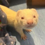 Alvin the ferret