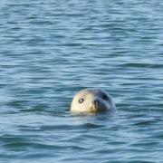 Seal pup follows kayaker in rare encounter
