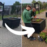 Esplanade flower beds replanted after mindless vandalism in Ryde