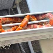 The snake an Isle of Wight woman discovered in her living room.