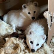 A pair of white racoon dogs heading to the Sandown site.