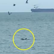 A still of one of the dolphins spotted in Sandown Bay.