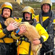 Ted the dog showing his gratitude to his rescuers, of Freshwater Independent Lifeboat