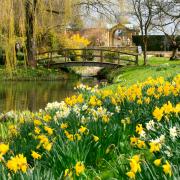 Daffodils at Hever Castle