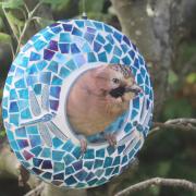 A young jay in a bird feeder in Freshwater