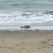 A dolphin washed up on Shanklin beach