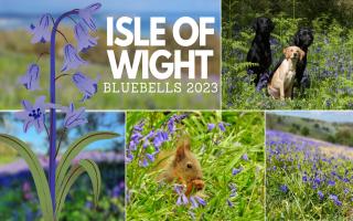 Your PHOTOS capturing seas of springtime bluebells on the Island