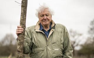 When is David Attenborough's Secret World Of Sound coming out?