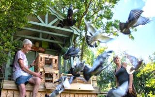 Geoff Watkin of The Vectis Flying Club releases his birds.