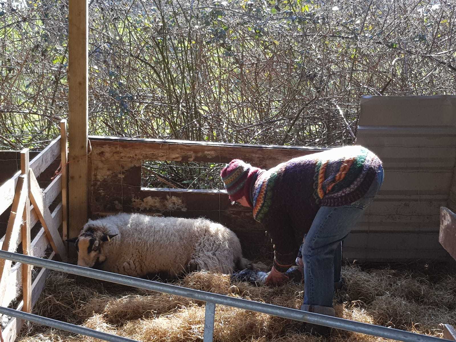 Rev Ali Morley helping a sheep giving birth.