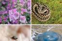 Dangerous and potentially deadly wildlife to watch out for this summer in Dorset (stock)