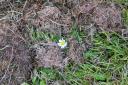 Daisy in cut grass