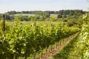 The Grange grows vines on Burges Field Vineyard