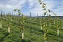 Young vines at The Atlantic