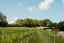 Wraxall Vineyard's 2022 Bacchus Reserve won a gold medal at the 2024 WineGB Awards and was one of only four English wines to be given a 'standout' mention