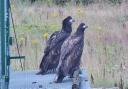 White-tailed eagles that have been released on the Isle of Wight. Picture: Forestry England.