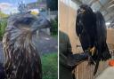 New endangered birds of prey on the Island