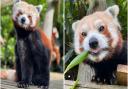Bert the red panda has died unexpectedly.