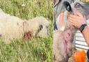 Injured sheep after dog attack in Yarmouth